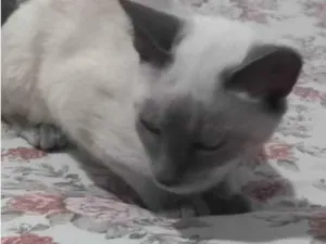 Gato raça Persa  idade 2 a 6 meses nome Jady 