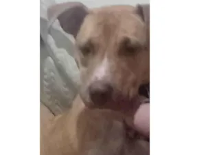 Cachorro raça Pit-Bull idade  nome Dalila 