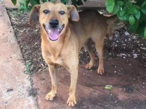 Cachorro raça SRD-ViraLata idade 3 anos nome Bob