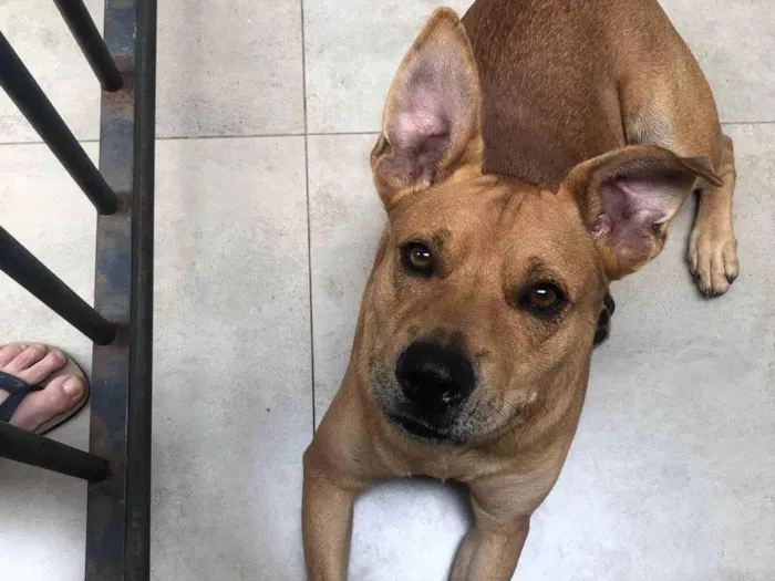Cachorro ra a SRD-ViraLata idade 2 anos nome Pitoco