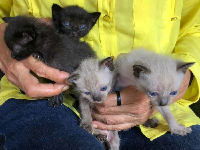 Gato ra a SRD-ViraLata idade 2 a 6 meses nome Filhotes