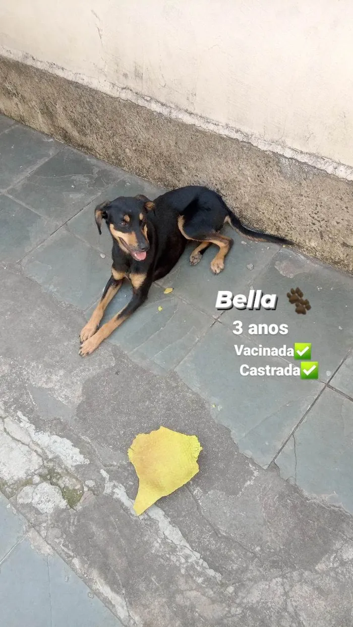 Cachorro ra a SRD-ViraLata idade 3 anos nome Bella