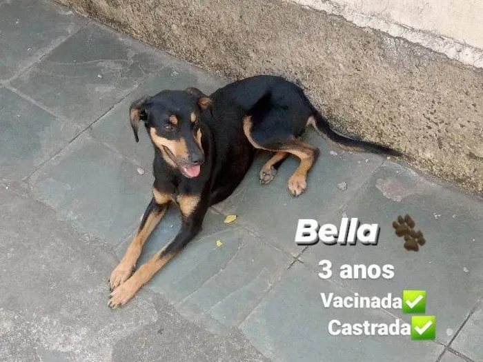 Cachorro ra a SRD-ViraLata idade 3 anos nome Bella