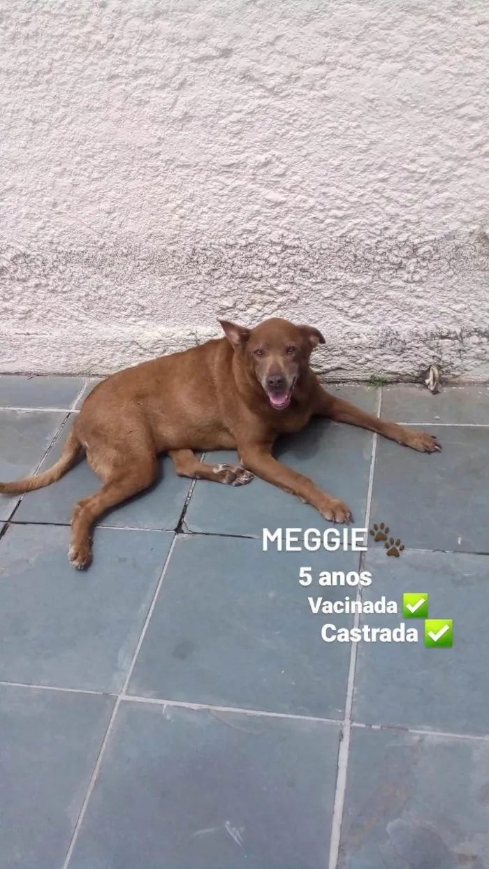 Cachorro ra a SRD-ViraLata idade 5 anos nome Meggie