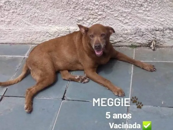 Cachorro ra a SRD-ViraLata idade 5 anos nome Meggie