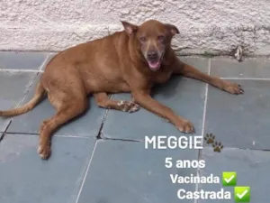 Cachorro raça SRD-ViraLata idade 5 anos nome Meggie