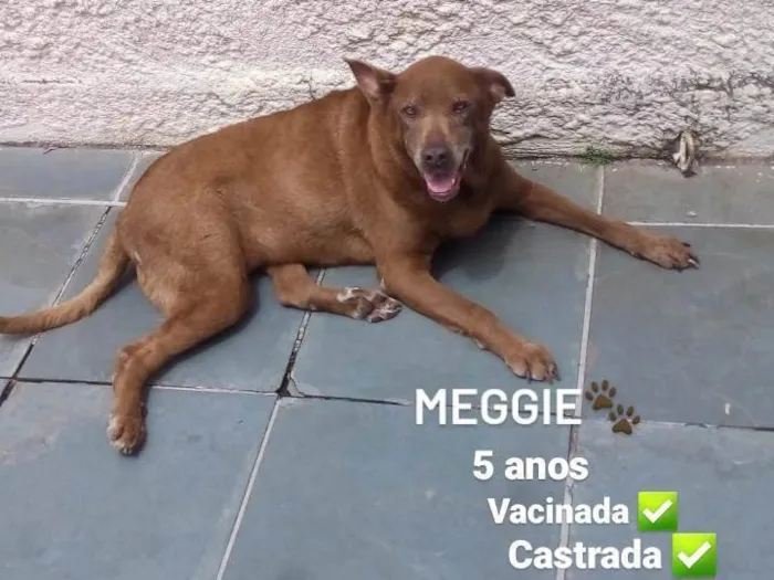 Cachorro ra a SRD-ViraLata idade 5 anos nome Meggie