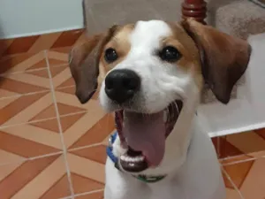 Cachorro raça SRD-ViraLata idade 1 ano nome Caju