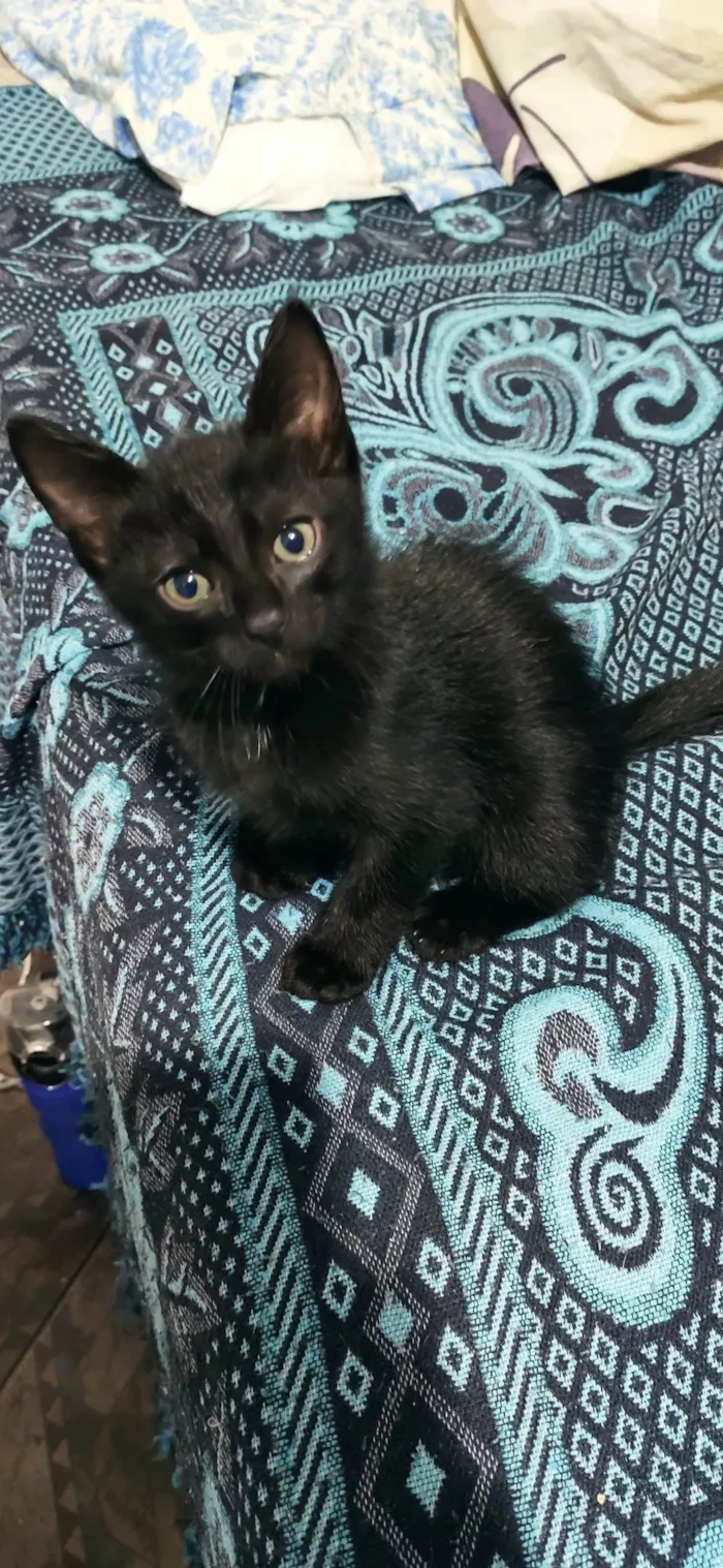 Gato raça  idade 2 a 6 meses nome Sem nome