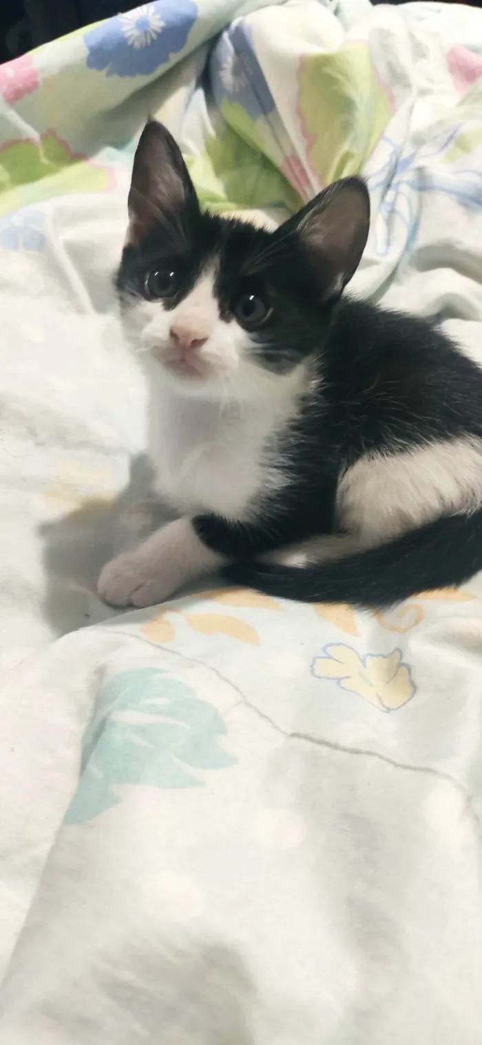 Gato raça  idade 2 a 6 meses nome Sem nome