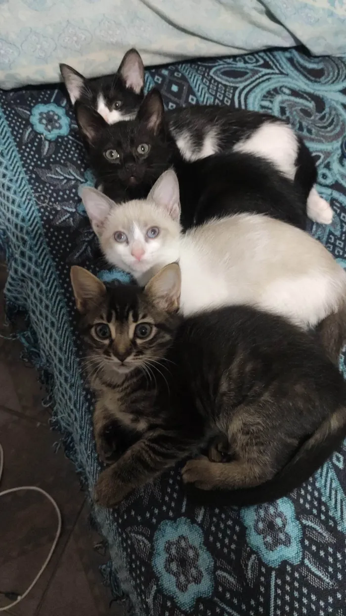 Gato raça  idade 2 a 6 meses nome Sem nome