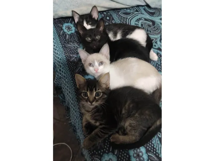 Gato raça  idade 2 a 6 meses nome Sem nome
