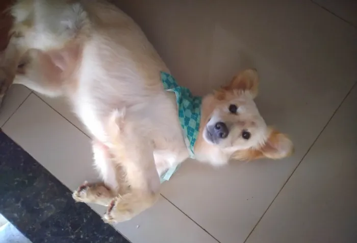 Cachorro ra a SRD-ViraLata idade 7 a 11 meses nome Sem nome