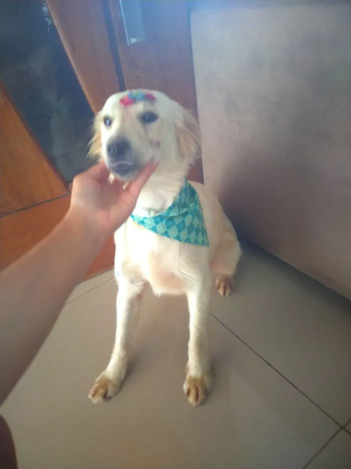 Cachorro ra a SRD-ViraLata idade 7 a 11 meses nome Sem nome