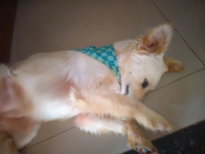 Cachorro ra a SRD-ViraLata idade 7 a 11 meses nome Sem nome