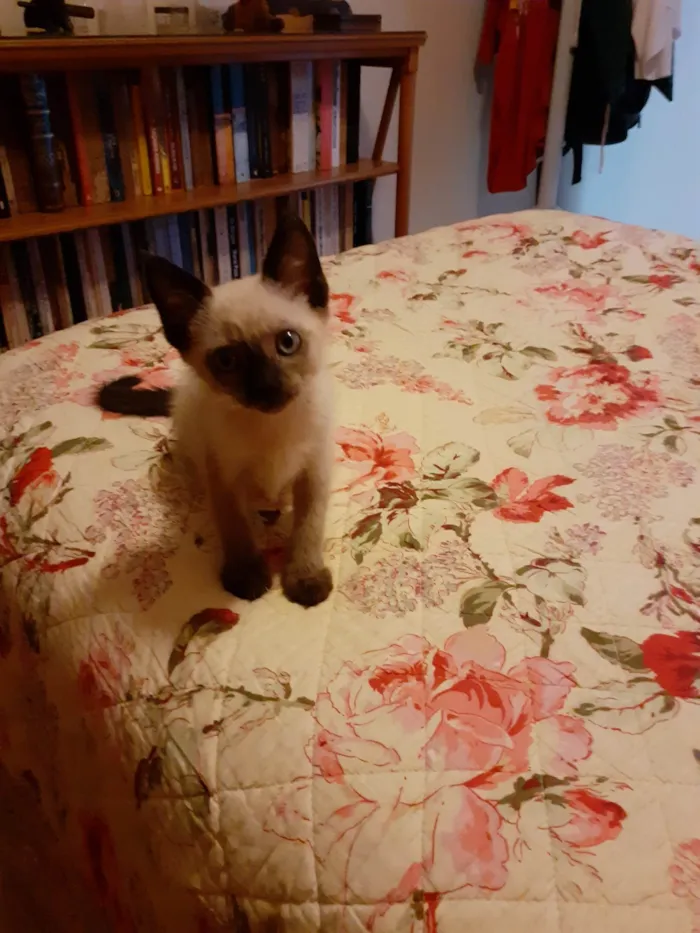 Gato raça SRD-ViraLata idade Abaixo de 2 meses nome Nikky