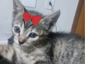 Gato raça Mestica  idade 2 a 6 meses nome Susan
