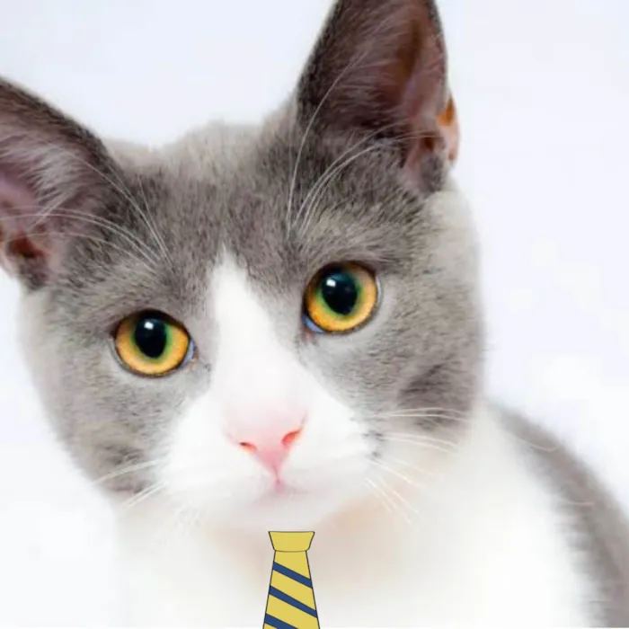Gato ra a Mestico  idade 2 a 6 meses nome Bob 