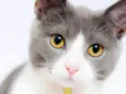 Bob 