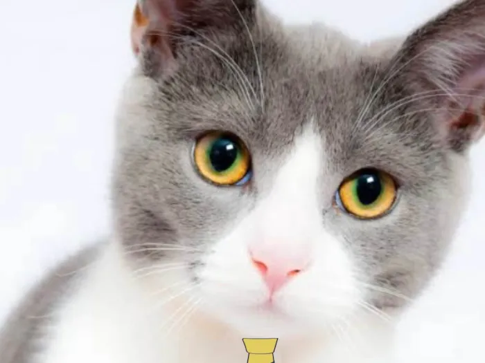 Gato ra a Mestico  idade 2 a 6 meses nome Bob 