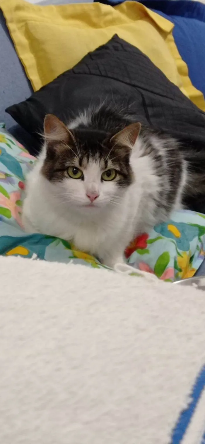 Gato ra a SRD-ViraLata idade 1 ano nome PRINCESA e ANINHA