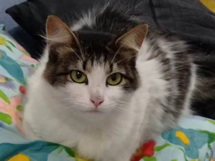 Gato ra a SRD-ViraLata idade 1 ano nome PRINCESA e ANINHA