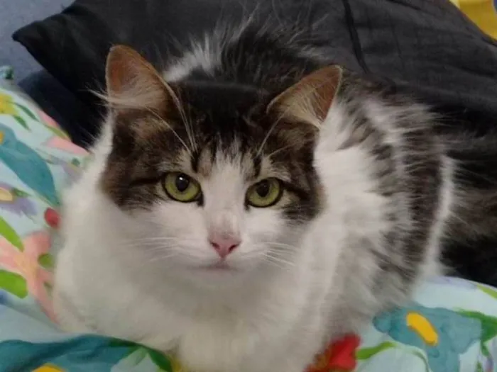 Gato ra a SRD-ViraLata idade 2 anos nome PRINCESA