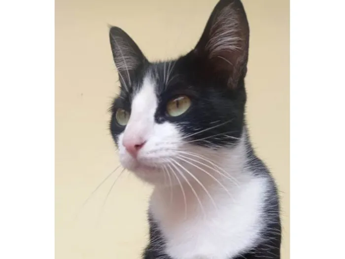 Gato ra a SRD-ViraLata idade 1 ano nome BELLA