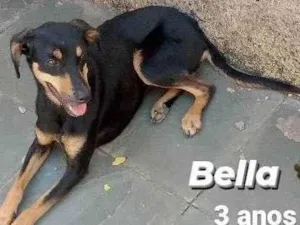 Cachorro raça SRD-ViraLata idade 3 anos nome Bella