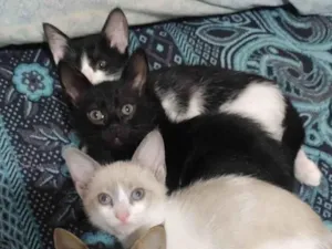 Gato raça  idade 2 a 6 meses nome Sem nome
