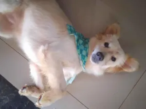 Cachorro raça SRD-ViraLata idade 7 a 11 meses nome Sem nome