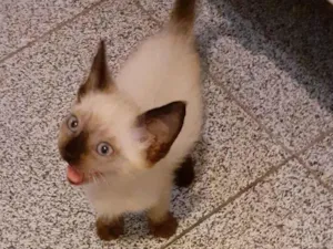 Gato raça SRD-ViraLata idade Abaixo de 2 meses nome Nikky
