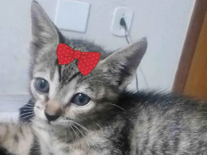 Gato ra a Mestica  idade 2 a 6 meses nome Susan