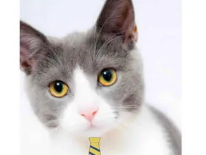 Gato raça Mestico  idade 2 a 6 meses nome Bob 
