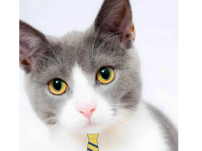 Gato ra a Mestico  idade 2 a 6 meses nome Bob 