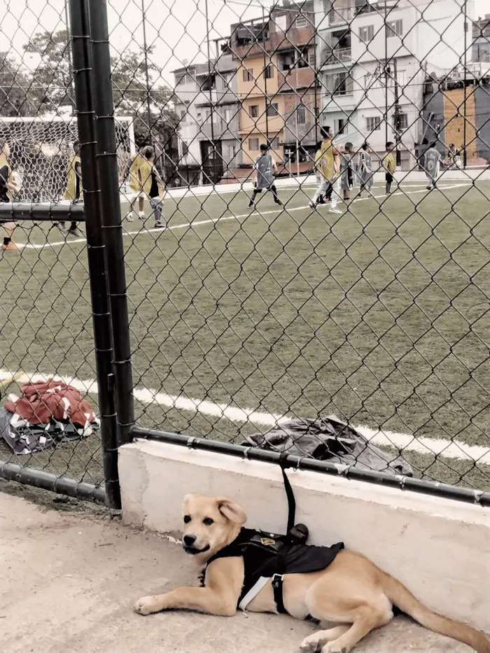 Cachorro ra a SRD-ViraLata idade 7 a 11 meses nome Stark