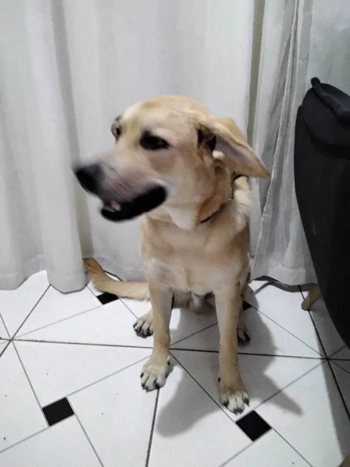 Cachorro ra a SRD-ViraLata idade 7 a 11 meses nome Stark