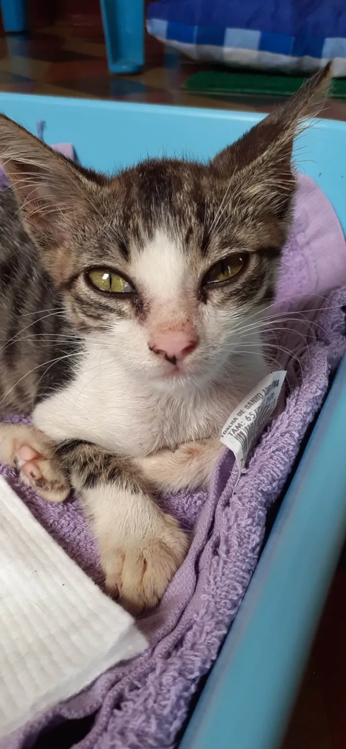 Gato raça Tigrado idade Abaixo de 2 meses nome Tigrinho