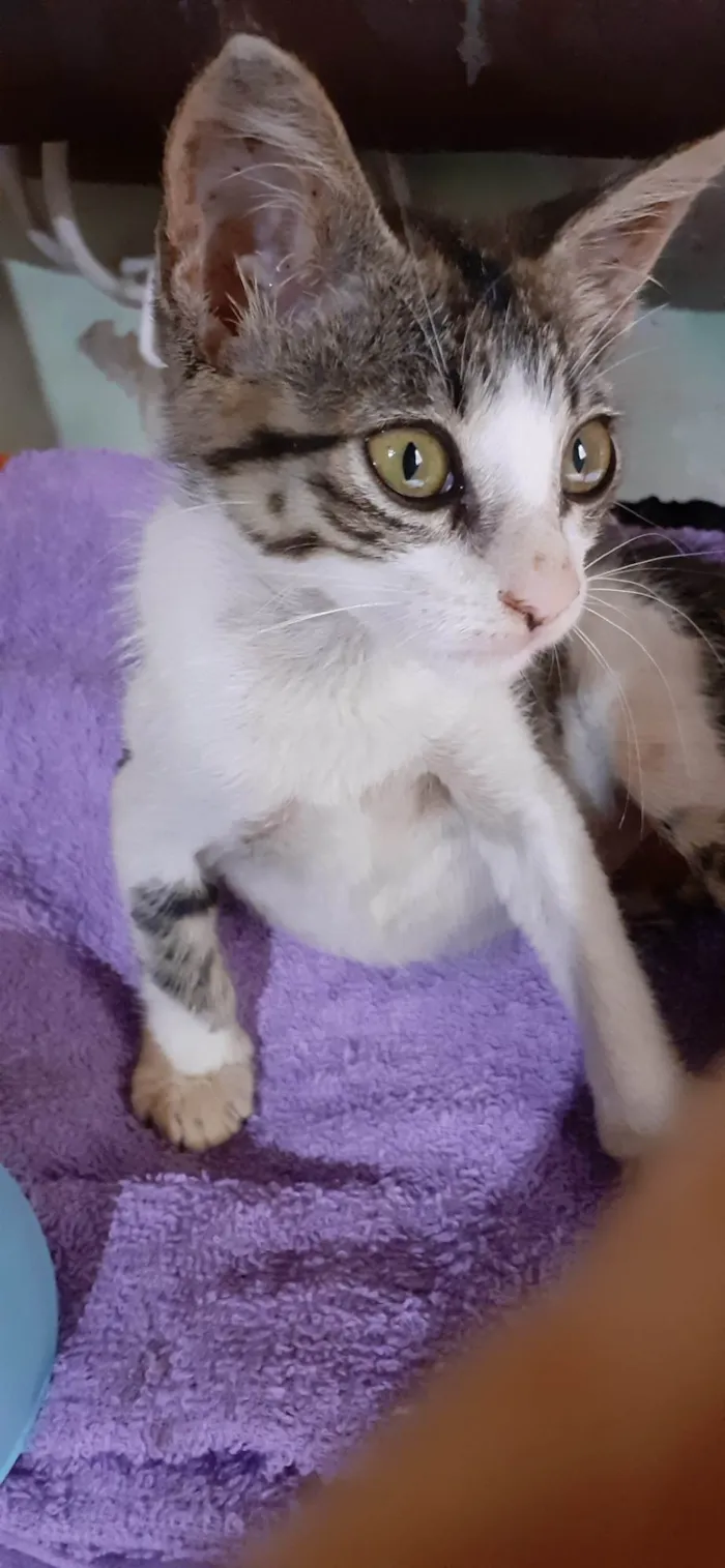 Gato raça Tigrado idade Abaixo de 2 meses nome Tigrinho