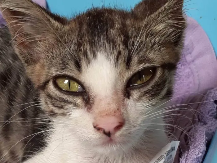 Gato raça Tigrado idade Abaixo de 2 meses nome Tigrinho