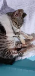 Tigrinho
