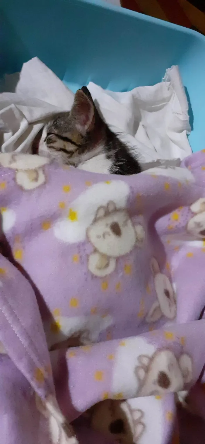 Gato raça Tigrado idade Abaixo de 2 meses nome Tigrinho