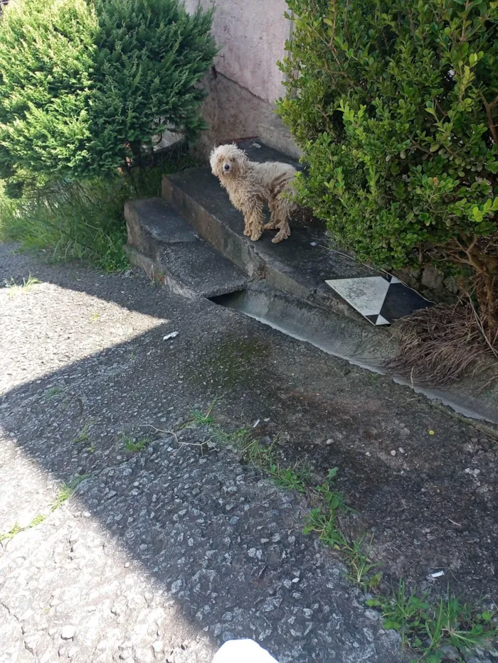 Cachorro ra a Poodle idade 2 a 6 meses nome Este animal é poodle está na rua ANTÔNIO PAMPANI precisa de ajuda 