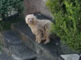 Este animal é poodle está na rua ANTÔNIO PAMPANI precisa de ajuda 