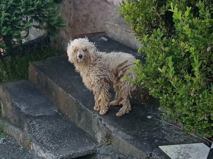 Cachorro ra a Poodle idade 2 a 6 meses nome Este animal é poodle está na rua ANTÔNIO PAMPANI precisa de ajuda 