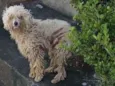 Este animal é poodle está na rua ANTÔNIO PAMPANI precisa de ajuda 