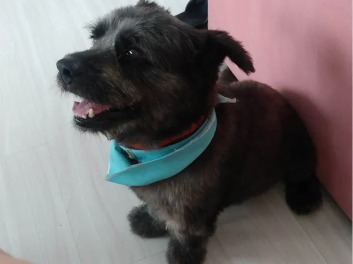 Cachorro ra a Cairn terrier  idade 3 anos nome Ozzy