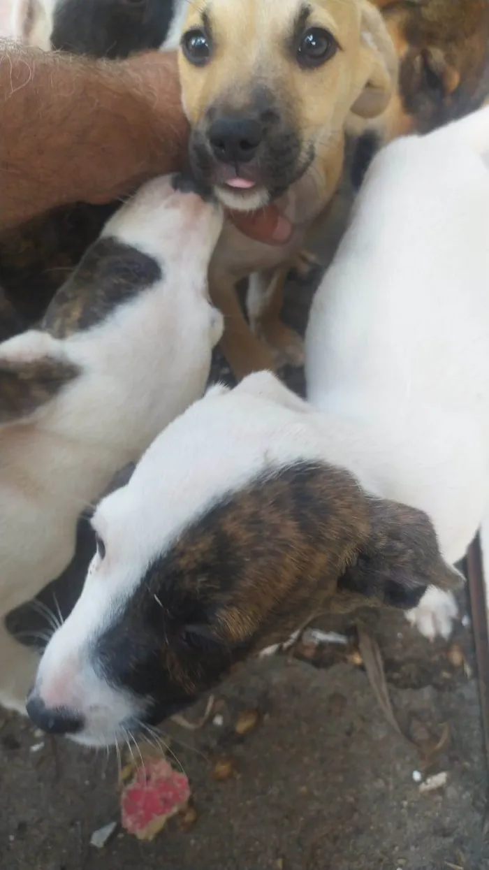 Cachorro ra a SRD-ViraLata idade 2 a 6 meses nome pets