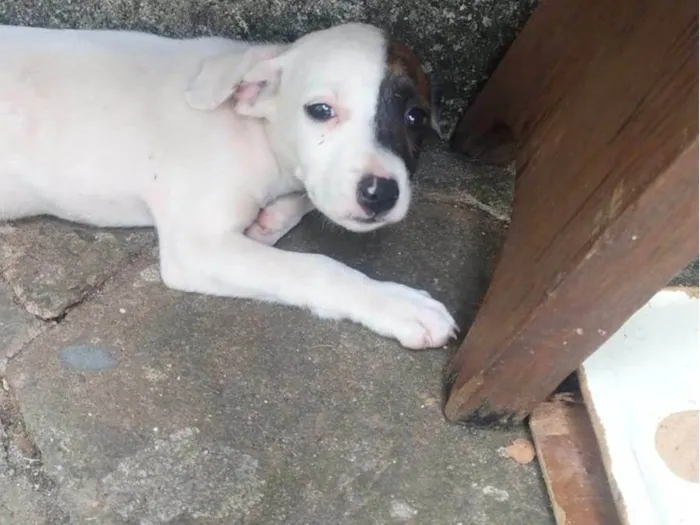 Cachorro ra a SRD-ViraLata idade 2 a 6 meses nome pets