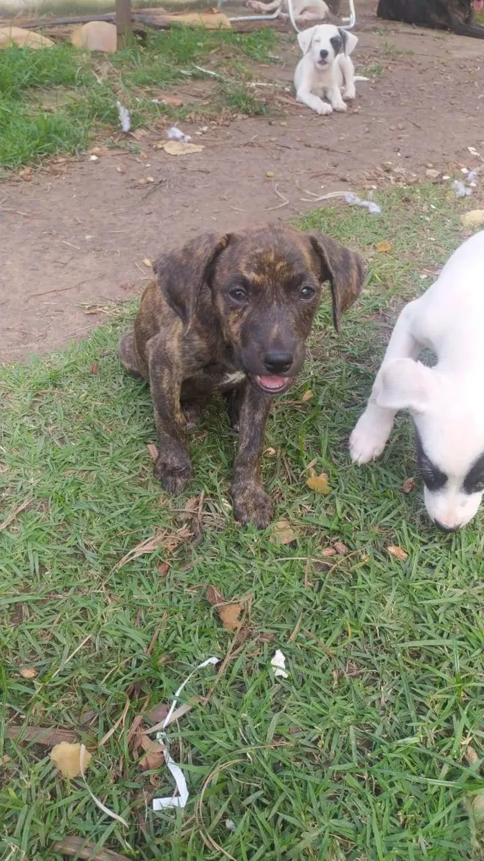 Cachorro ra a SRD-ViraLata idade 2 a 6 meses nome pets